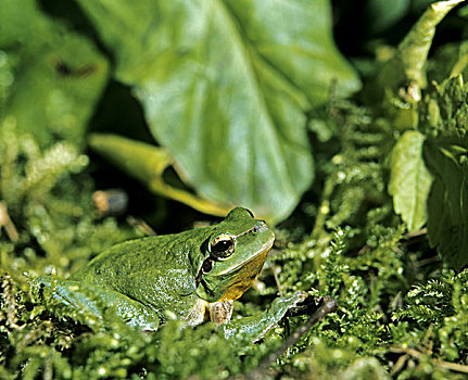 欧洲树蛙,无斑雨蛙,成年,保护色,苔藓