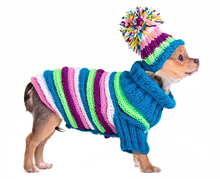 吉娃娃,小狗,衣服,手制,彩色,毛衣,帽子,隔绝