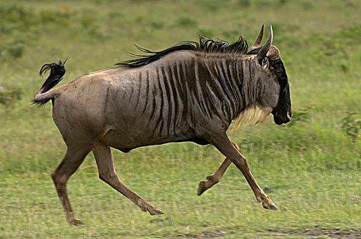 角马,安伯塞利国家公园,肯尼亚