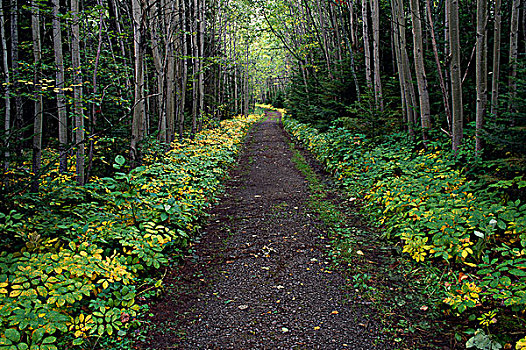 土路,通过,树林,省立公园,魁北克,加拿大