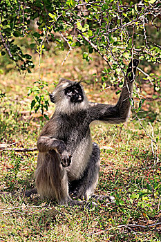 灰色,叶猴,成年,雄性,觅食,国家公园,斯里兰卡,亚洲