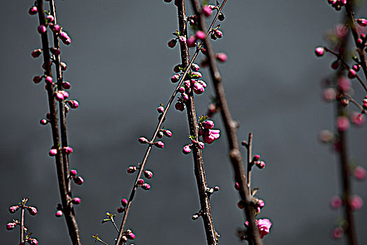 碧桃花