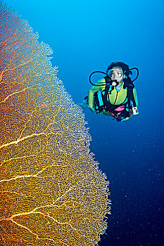 潜水,靠近,巨大,狂热,珊瑚,帕劳,大洋洲