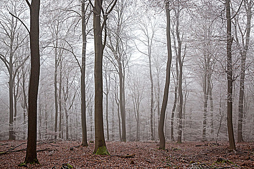 冬日树林,落叶林,雾,白霜,巴登符腾堡,德国,欧洲