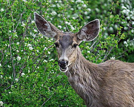 长耳鹿,骡鹿,雌性,黑色,峡谷,国家公园,科罗拉多,美国,北美