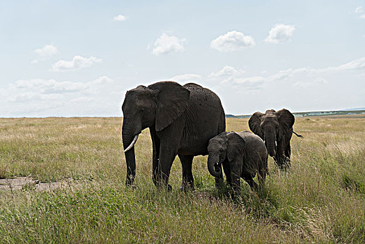 非洲大象055