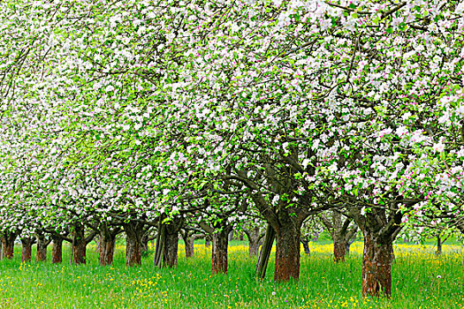 花,苹果树