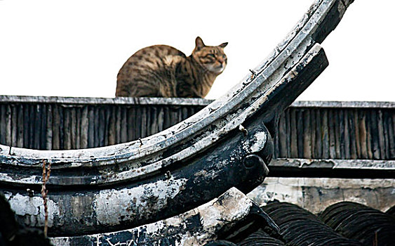 屋顶猫