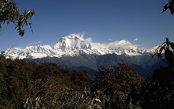 树,山脉,背景,尼泊尔