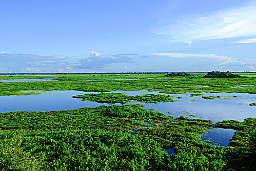 潘塔纳尔湿地,西南部,巴西,南美