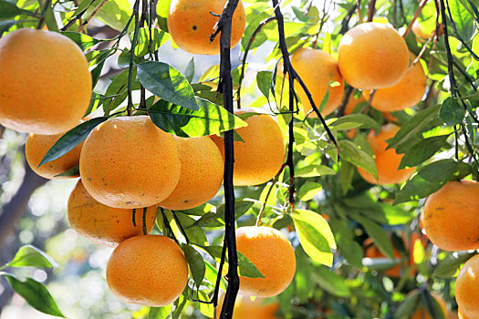 阳光下的橘子树果园长满黄橙橙的柑橘
