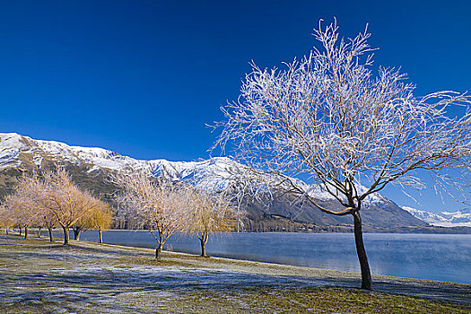 霜,树,岸边,瓦纳卡湖,奥塔哥,新西兰
