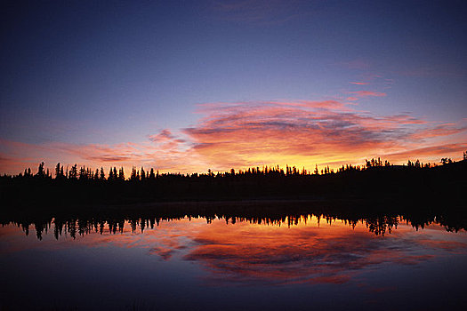 剪影,树,日出,弓谷省立公园,艾伯塔省,加拿大