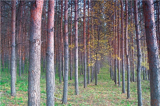 秋日树林,松树