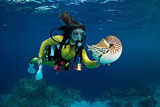 潜水,看,帕劳,鹦鹉螺,大洋洲