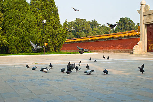 北京地坛公园中飞翔的鸽子