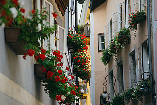 狭窄街道,哈尔斯塔特,城镇,装饰,许多,花,花盆,萨尔茨卡莫古特,奥地利