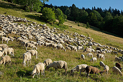 绵羊,牧群,靠近,黑森林,德国