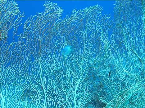 珊瑚礁,柳珊瑚目,热带,海洋,水下