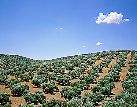 橄榄树,欧橄榄,靠近,格拉纳达省,安达卢西亚,西班牙