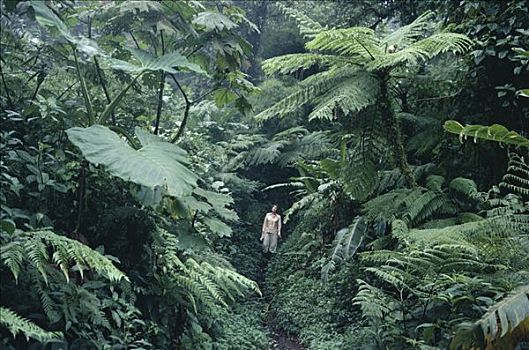 小路,远足者,蒙特维多云雾森林自然保护区,哥斯达黎加