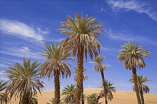 棕榈树,利比亚