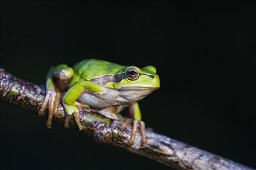 普通树蛙,无斑雨蛙,成年,攀登,国家公园,布尔根兰,奥地利,欧洲