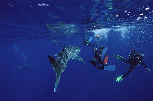 鲸鲨,围绕,几个,潜水者,岛屿,哥斯达黎加