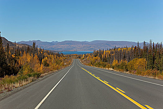 海恩斯,道路,阿拉斯加,后面,深秋,叶子,秋色,秋天,克卢恩国家公园,自然保护区,育空地区,加拿大