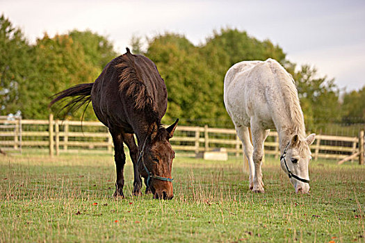 褐色,骡子,白色,小马,土地,科茨沃尔德,格洛斯特郡,英格兰