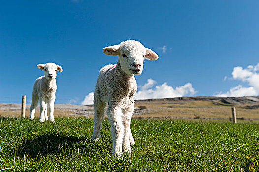 羊羔,春天,玩,草地,鲜明,晴天,坎布里亚,英格兰