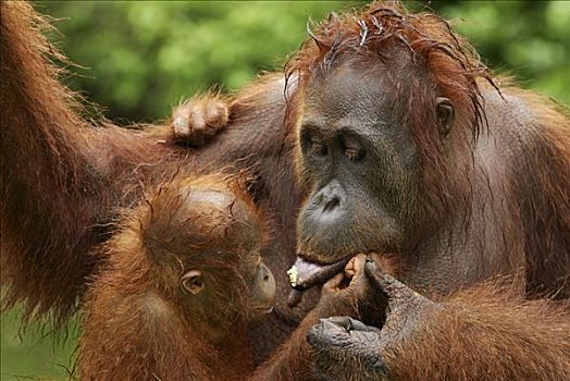 猩猩,黑猩猩,女性,分享,食物,幼仔,檀中埠廷国立公园,印度尼西亚