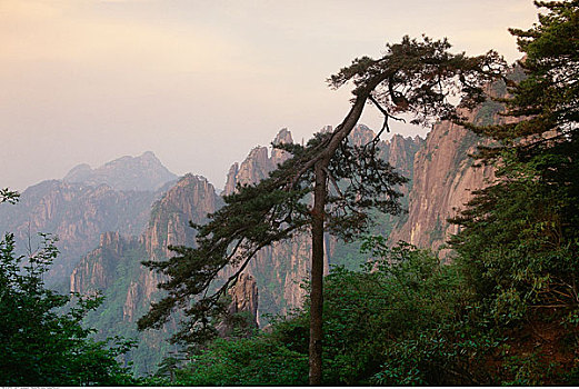 树,山坡,黄山,安徽,中国