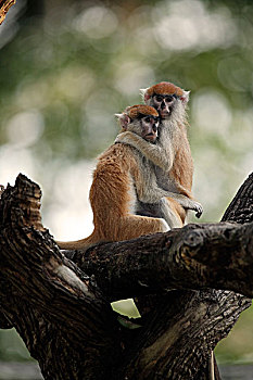 猴子,两个,幼小,树,社会行为,冈比亚,非洲