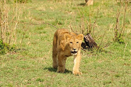 幼兽,狮子,塞伦盖蒂国家公园,坦桑尼亚,非洲