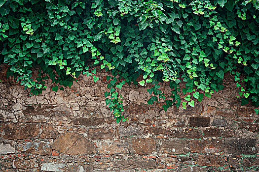 墙壁,植物,佛罗伦萨,意大利