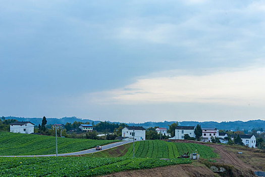 新农村蔬菜基地