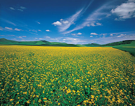 中国河北坝上油菜花田