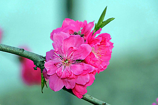 粉红榆叶梅8