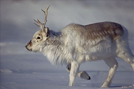 北美驯鹿,走,雪中,艾利斯摩尔岛,加拿大