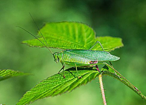 绿色,昆虫,保护色,绿叶,地点,安大略省,加拿大