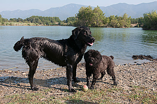 拉布拉多犬,玩,湖