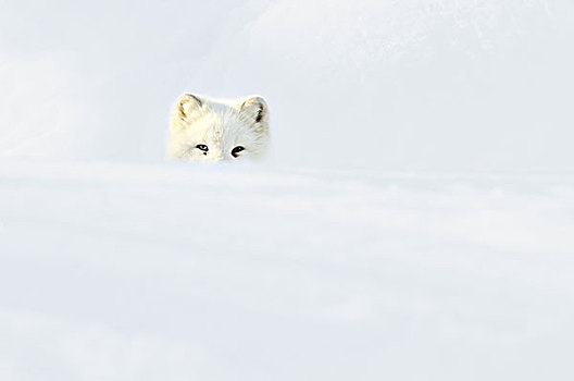 北极狐,向外看,雪,挪威