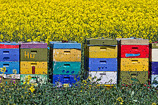 彩色,蜜蜂,盒子,油菜地,凯图姆,德国