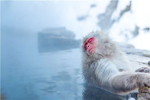 雪猴,短尾猿,温泉