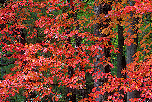 黑色,橡胶树,州立公园,壶,溪流,宾夕法尼亚,美国