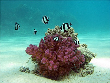 珊瑚礁,石头,珊瑚