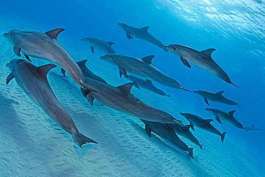 大西洋细吻海豚,花斑原海豚,海豚,鱼群,巴哈马浅滩,巴哈马,中美洲