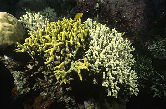 珊瑚,生物群,局部,展出,高温,压力,印度尼西亚