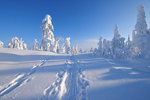 雪鞋,小路,冬天,库萨莫,芬兰